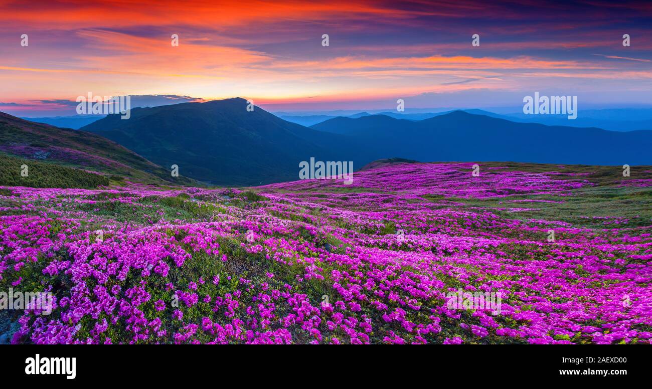 Magic pink rhododendron flowers on summer mountain. Carpathian, Ukraine. Geolocation 48.052927,24.62594 Stock Photo