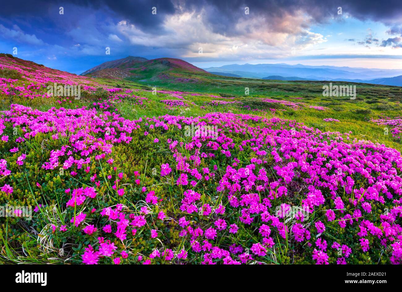 Magic pink rhododendron flowers in the mountains. Summer sunrise. Geolocation 48.052927,24.62594 Stock Photo