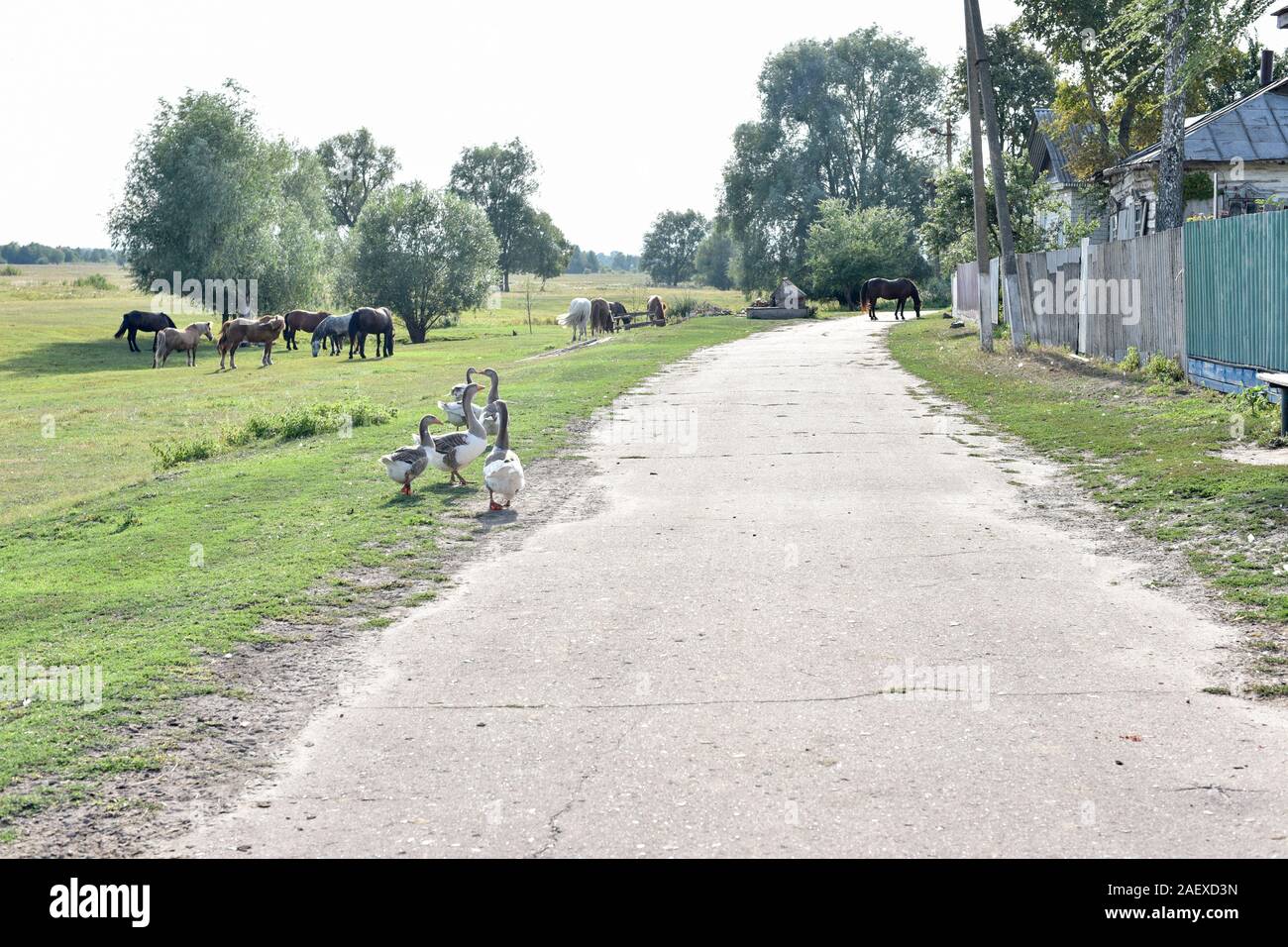 Geese graze on grass in a village or on a ranch. Flock of domestic ...
