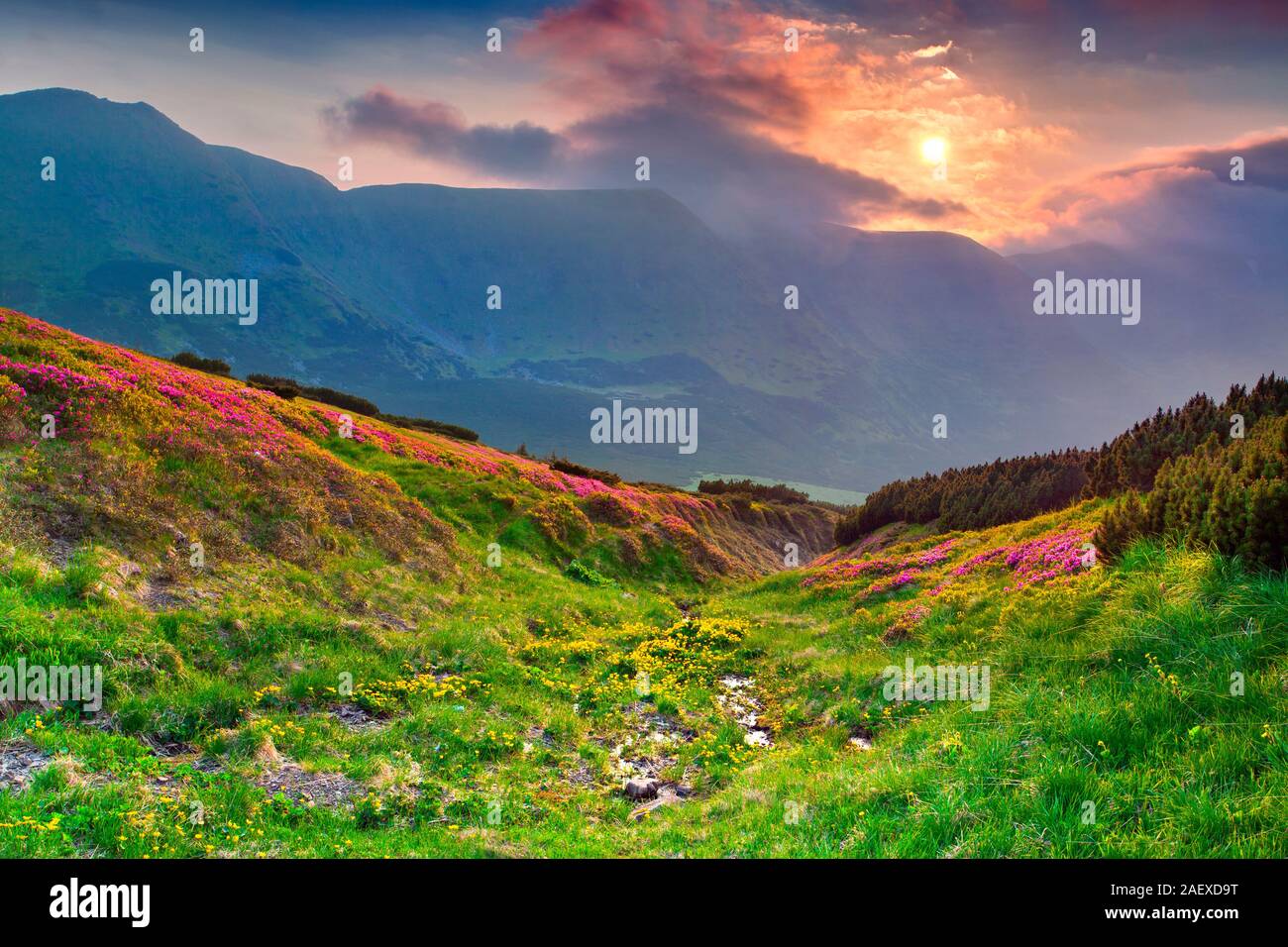 Summer sunset  in the Casrpathian mountains. Geolocation 48.068215,24.629159 Stock Photo