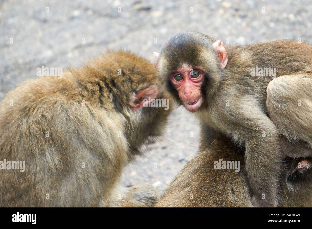 Macaque monkey with long, wet fur looking ahead with eyes