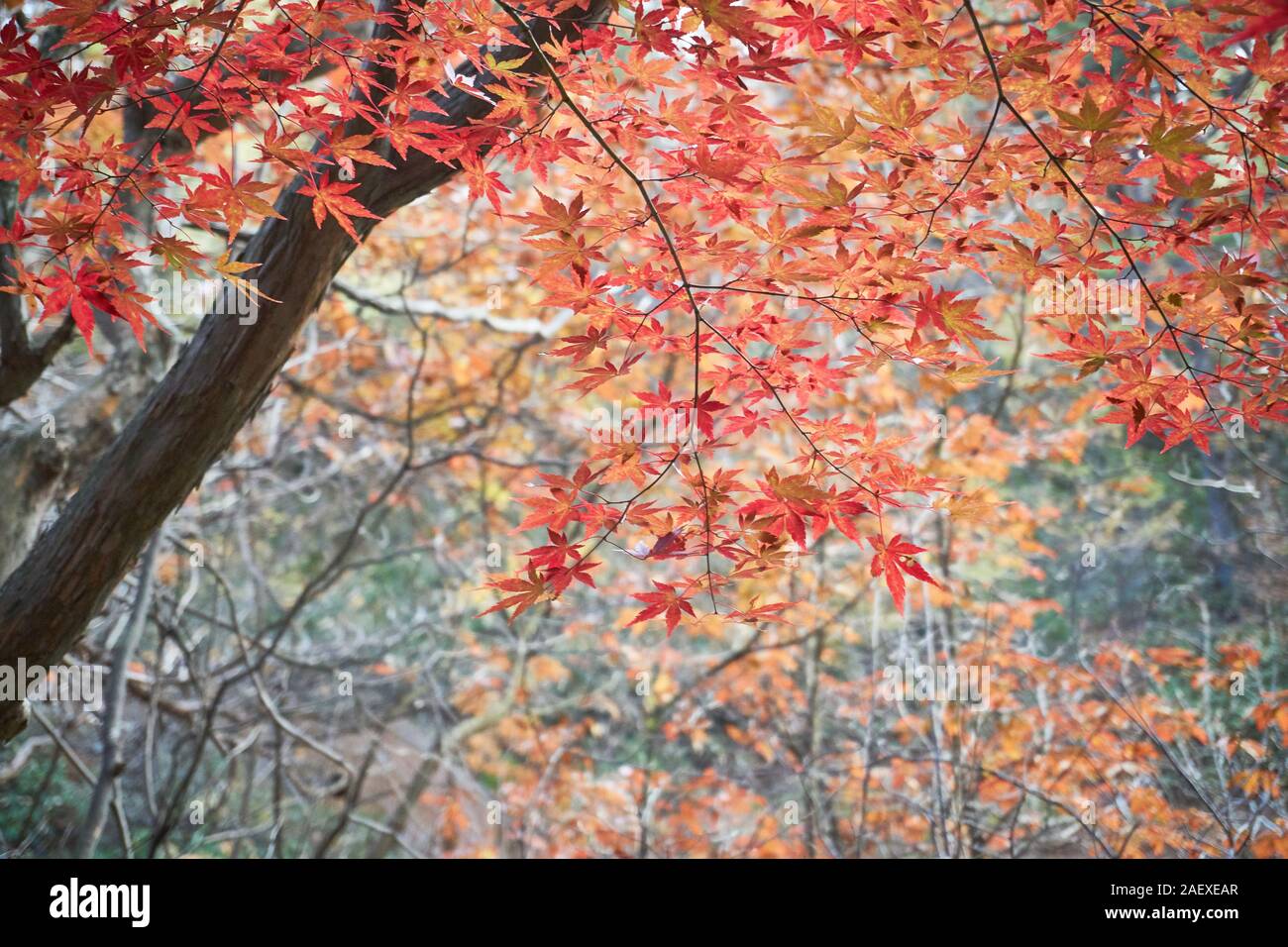 Red and orange autumn leaves on a Japanese maple tree (Acer palmatum ...