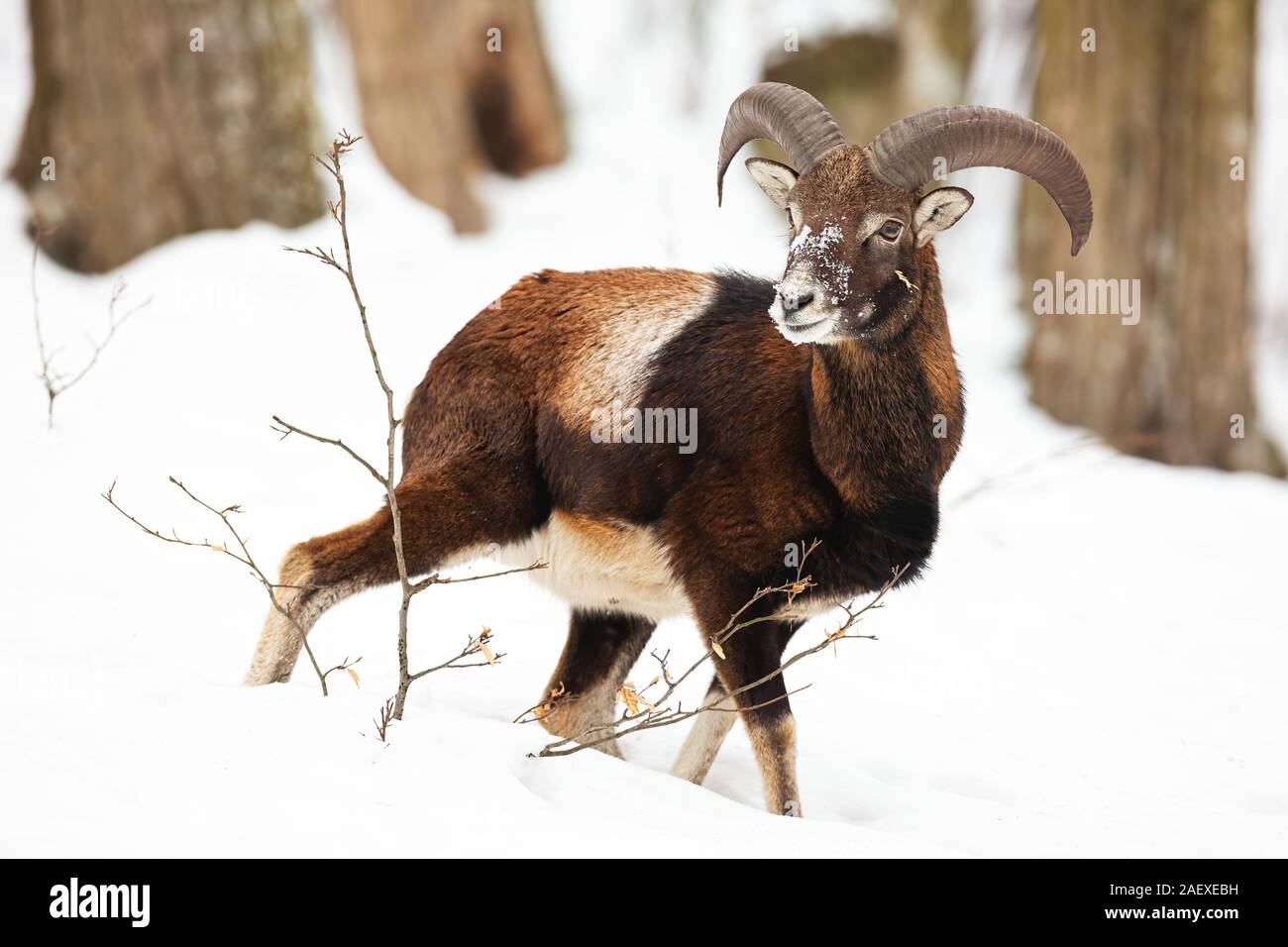 Young mouflon ram walking down the slope in forest in wintertime. Stock Photo