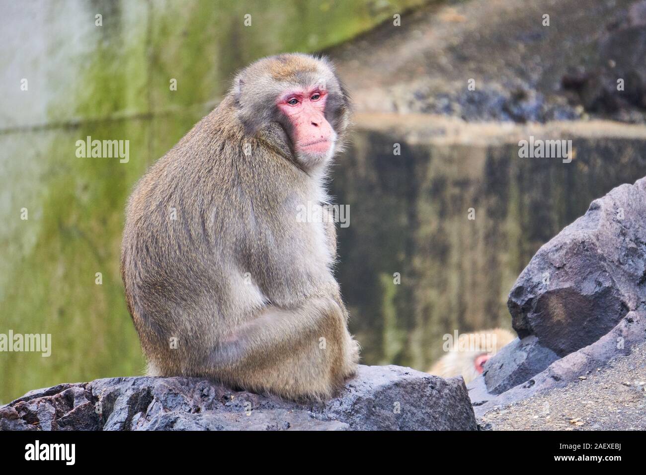 Lifelike Japanese Monkey Stuffed Animal | Hansa | Stuffed Safari