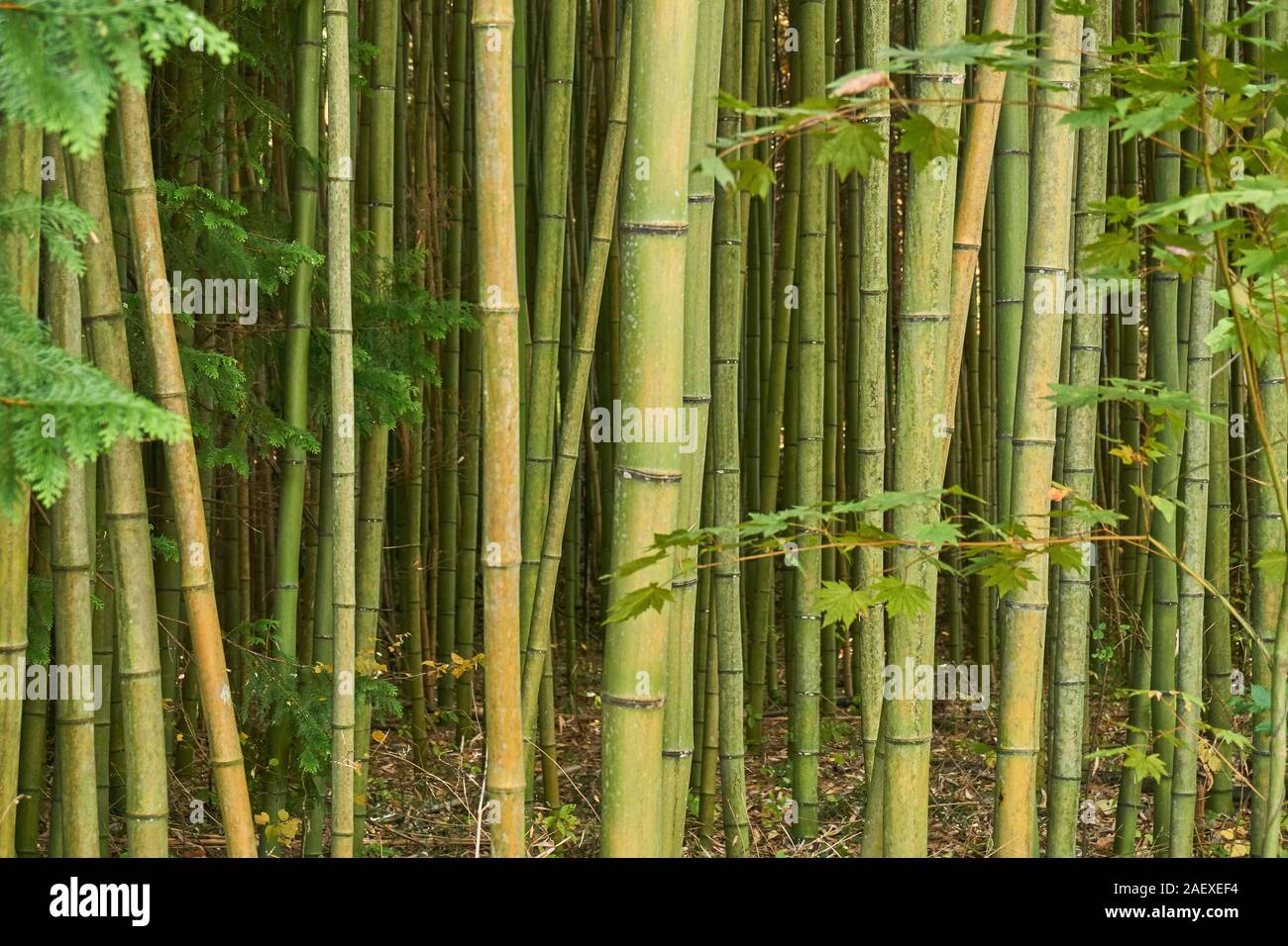 A vibrant green grove of bamboo (Phyllostachys bambusoides, madake