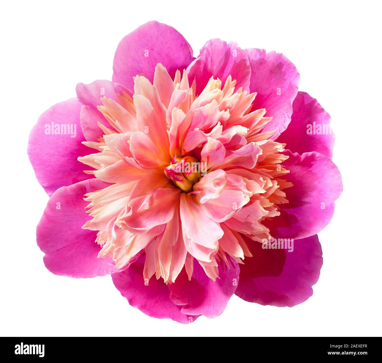 Pink peony flower isolated on white background Stock Photo - Alamy