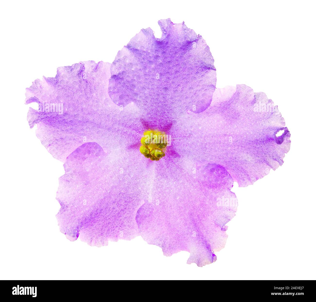 Violet flower covered with dew, isolated on white background Stock
