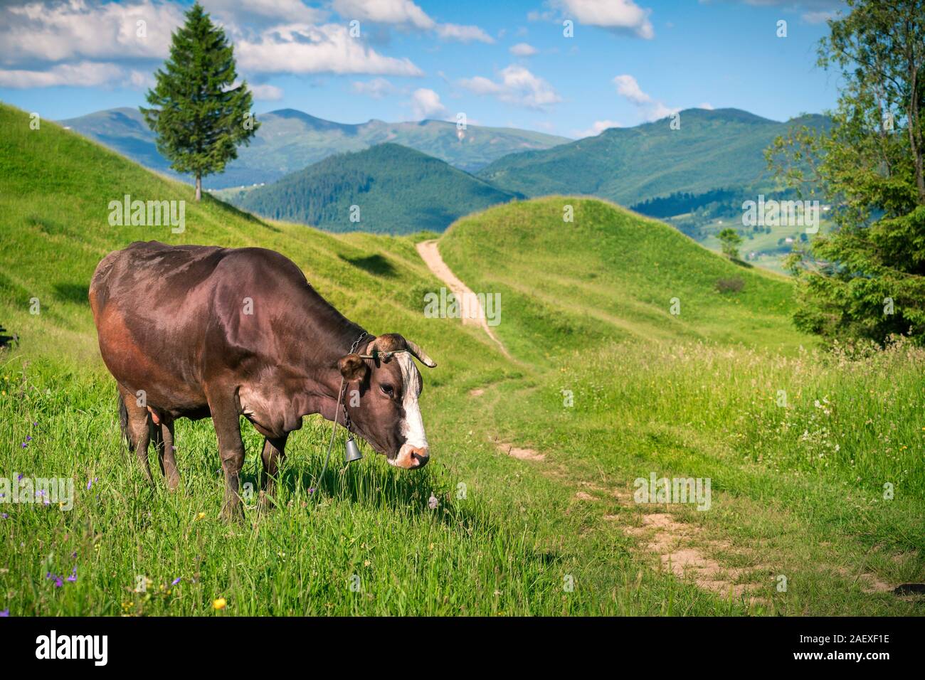 Pasture style hi-res stock photography and images - Alamy
