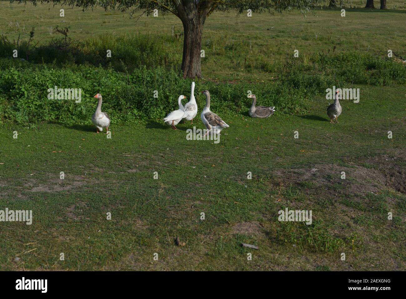 Geese graze on grass in a village or on a ranch. Flock of domestic ...