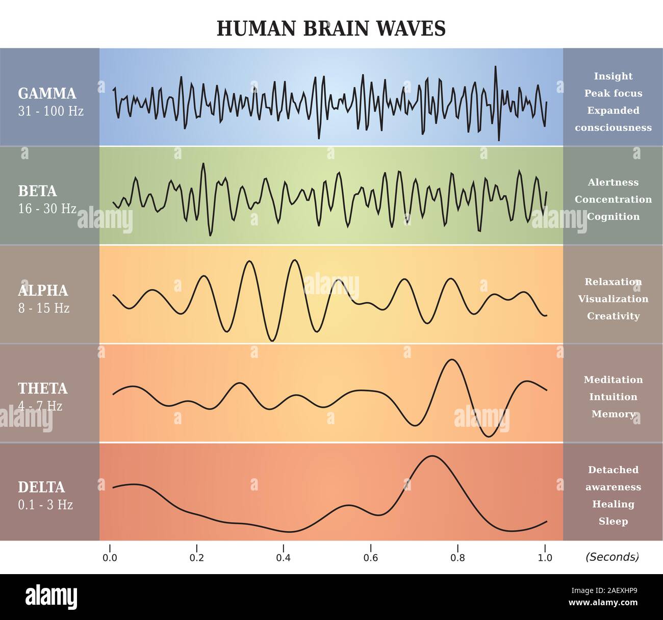 Human Brain Waves Diagram in five Colors with Explanations - English Language Stock Vector