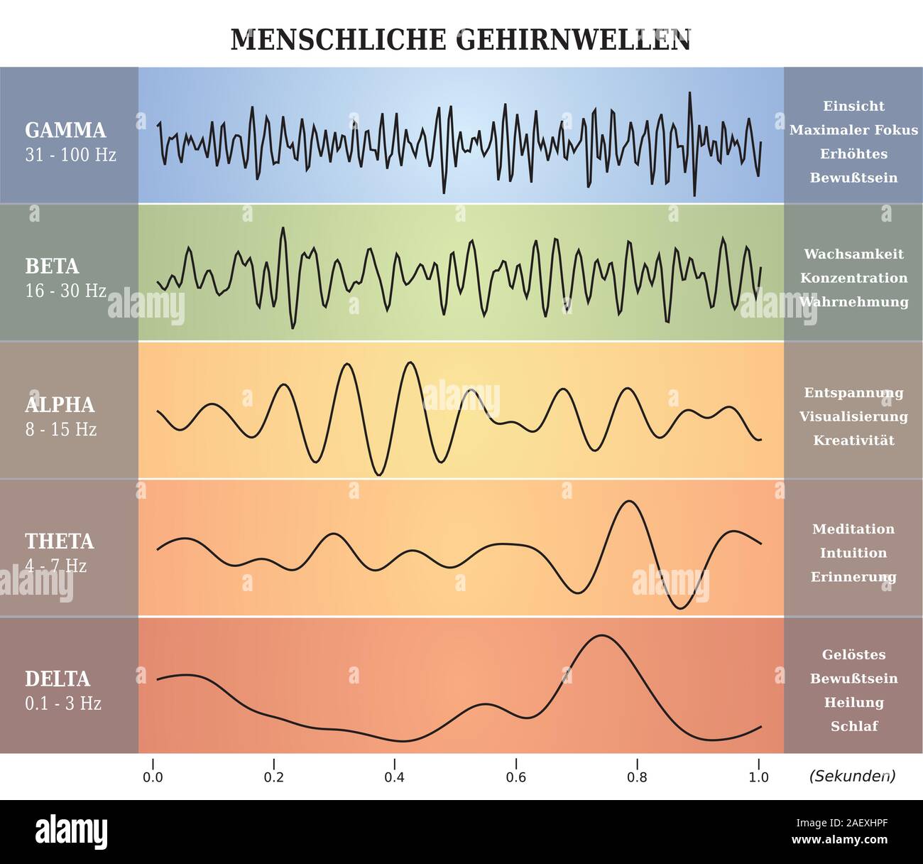 Human Brain Waves Diagram in five Colors with Explanations - German Language Stock Vector