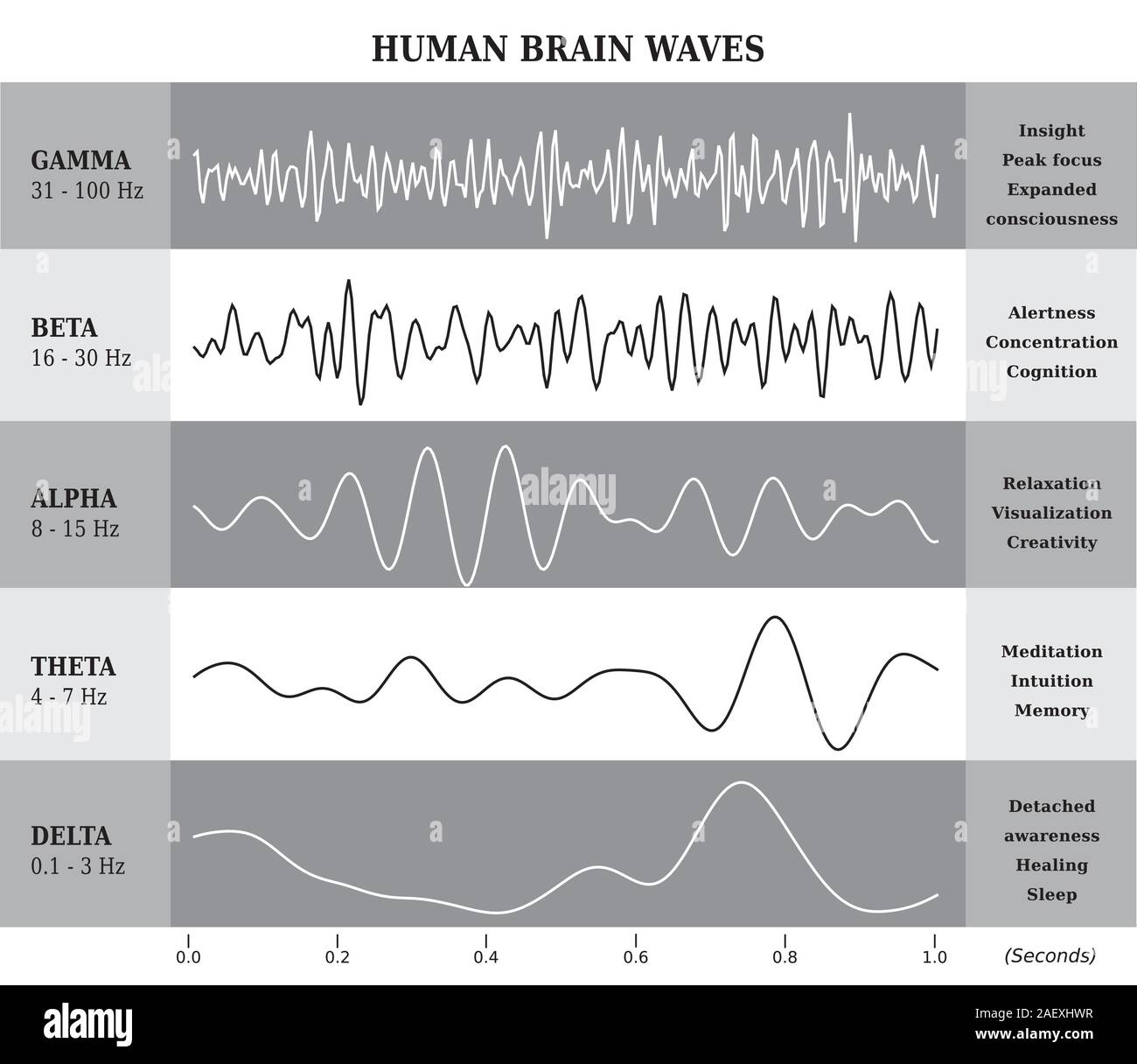 Human Brain Waves Diagram, lllustration in Black and White - English Language Stock Vector