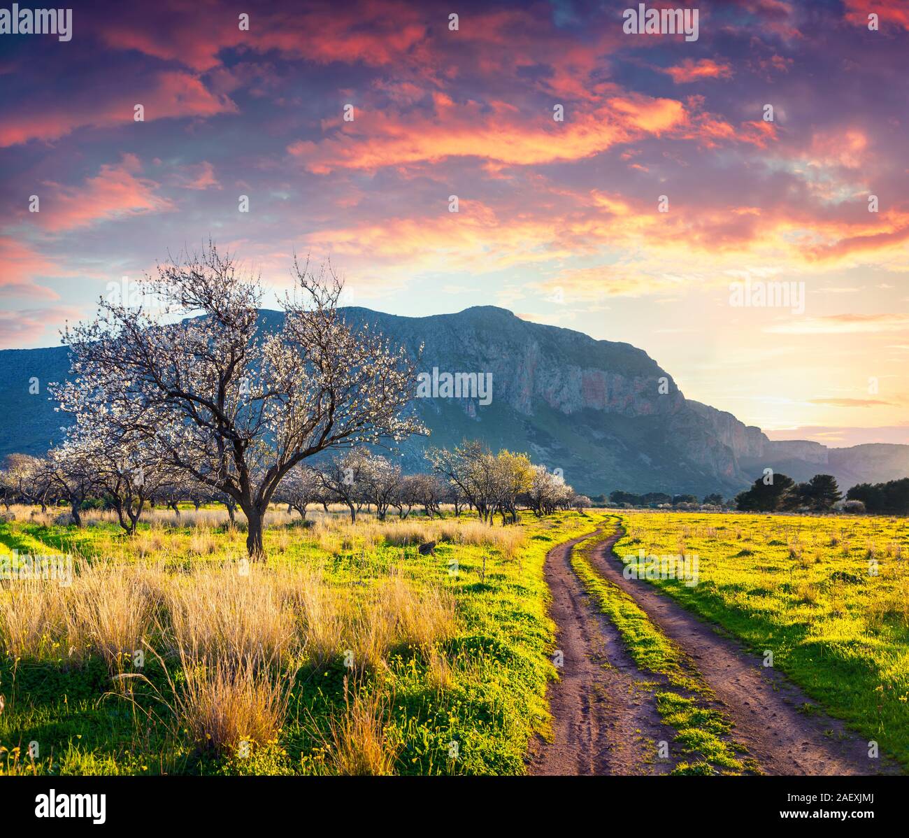 Colorful spring scene in the Sicily. Blooming almond garden on the cape ...