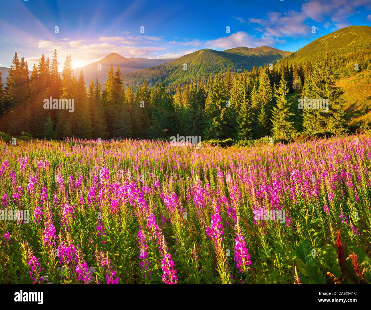 Beautiful autumn landscape in the mountains with pink flowers.  Geolocation 48.157097,24.528823 Stock Photo