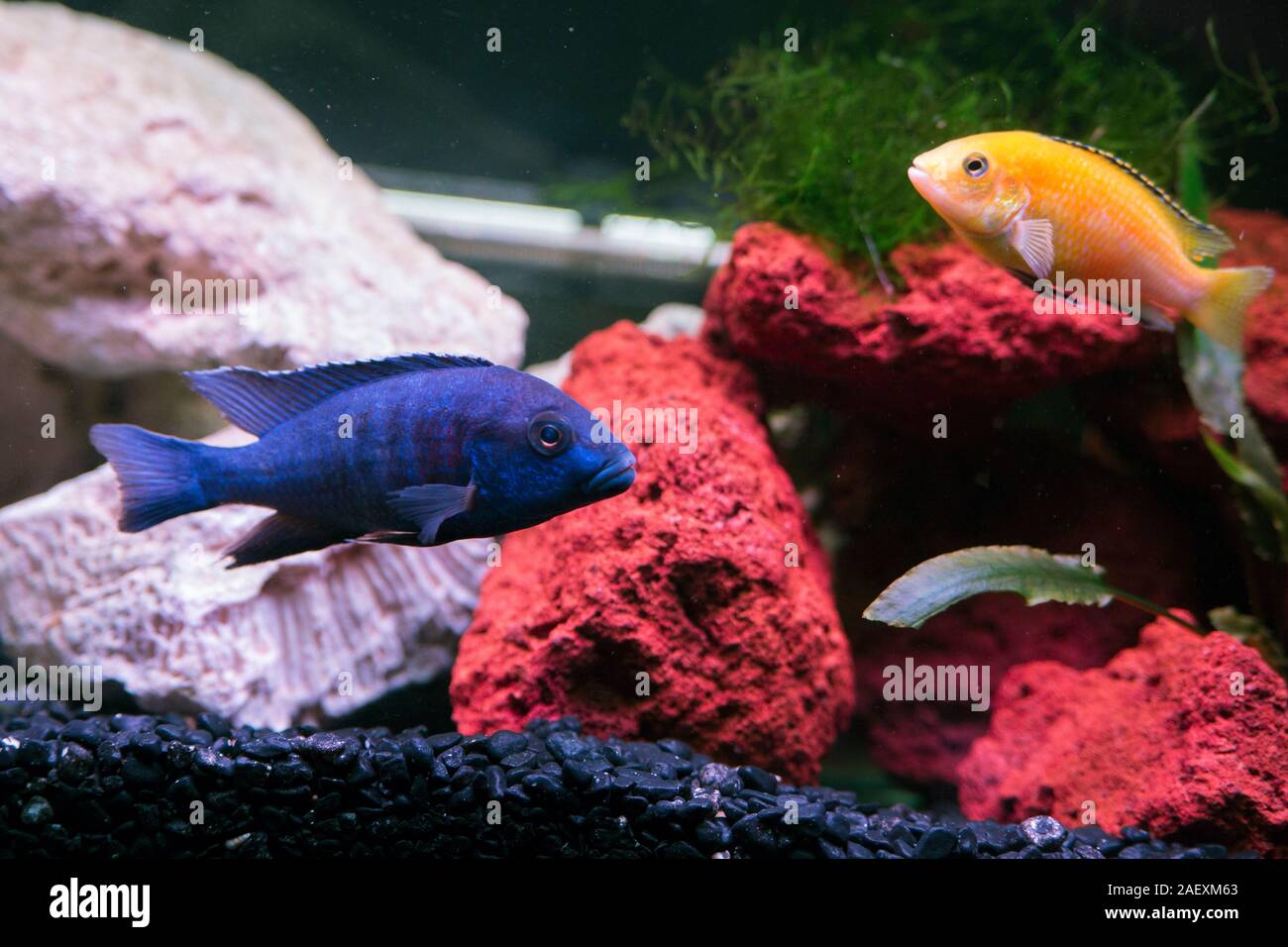 African Cichlids aquarium Stock Photo