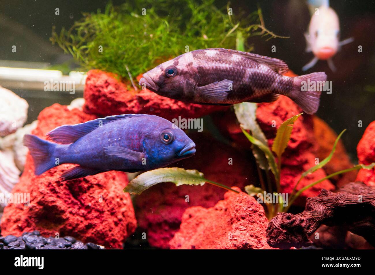 African Cichlids aquarium Stock Photo