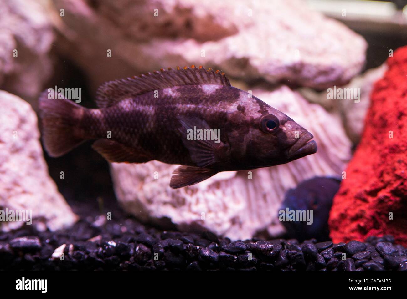 African Cichlids aquarium Stock Photo