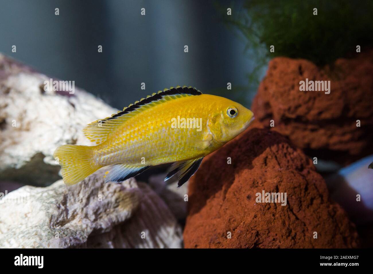 African Cichlids aquarium Stock Photo