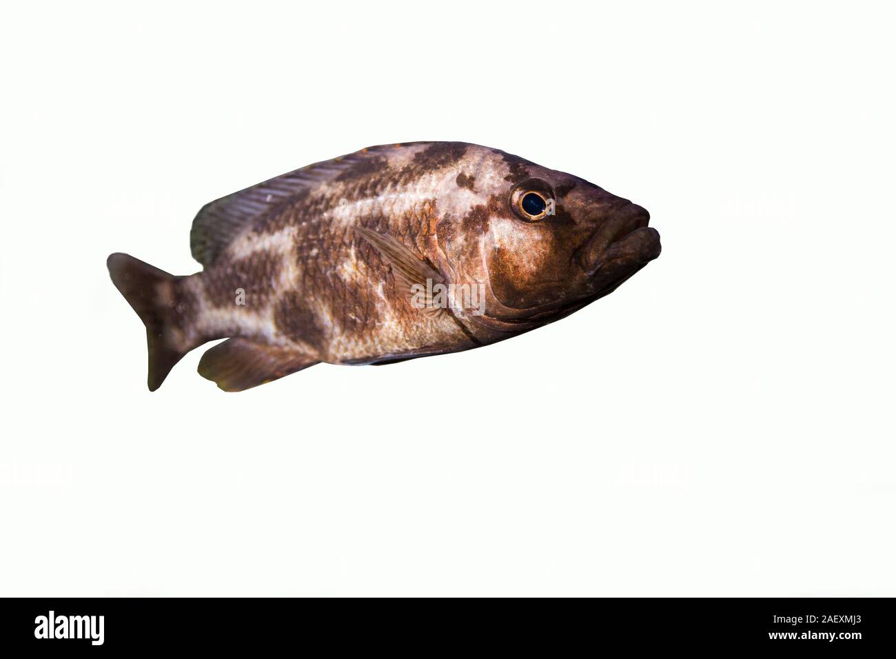 African Cichlids aquarium Stock Photo