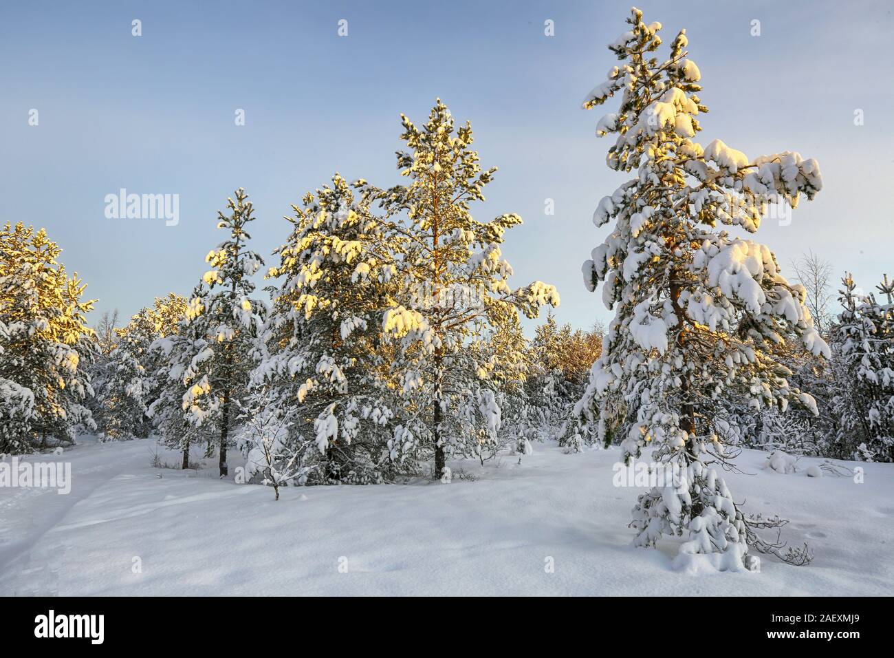 Snowy forest with trees ocvered with snow after snowfall Stock Photo