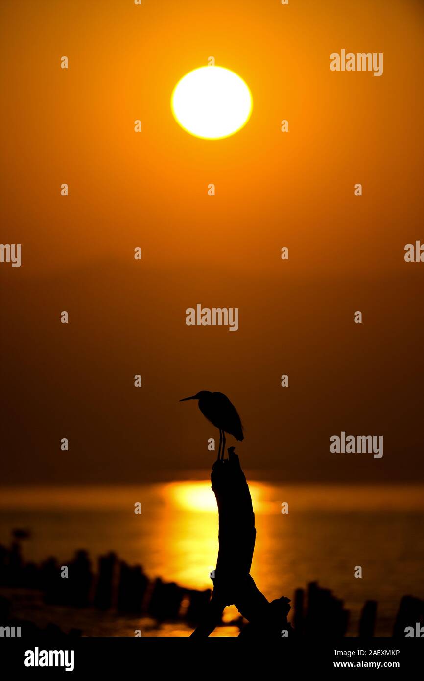 Shenzhen, China's Guangdong Province. 11th Dec, 2019. A migratory bird rests at the Shenzhen Bay in Shenzhen, south China's Guangdong Province, Dec. 11, 2019. Credit: Mao Siqian/Xinhua/Alamy Live News Stock Photo