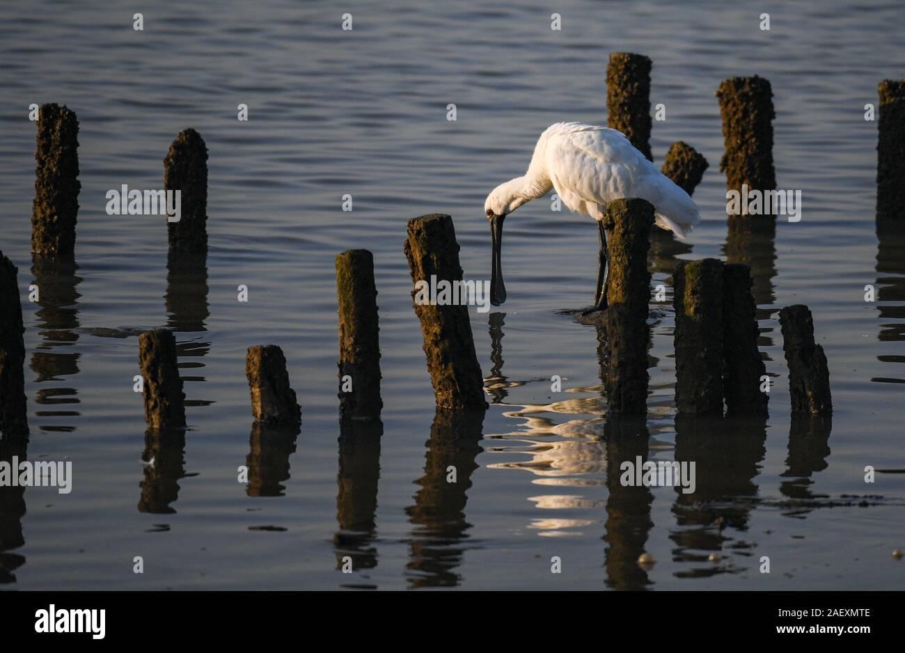 Shenzhen, China's Guangdong Province. 11th Dec, 2019. A migratory bird rests at the Shenzhen Bay in Shenzhen, south China's Guangdong Province, Dec. 11, 2019. Credit: Mao Siqian/Xinhua/Alamy Live News Stock Photo