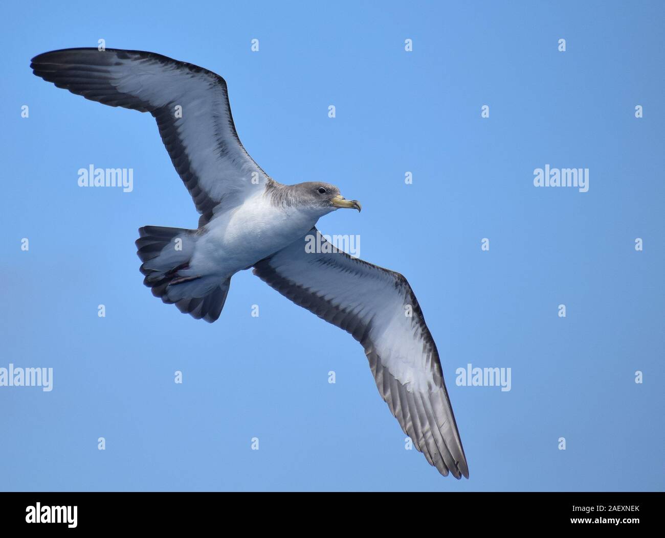Cory's Shearwater on a pelagic off Canary Islands showing incredibly well Stock Photo