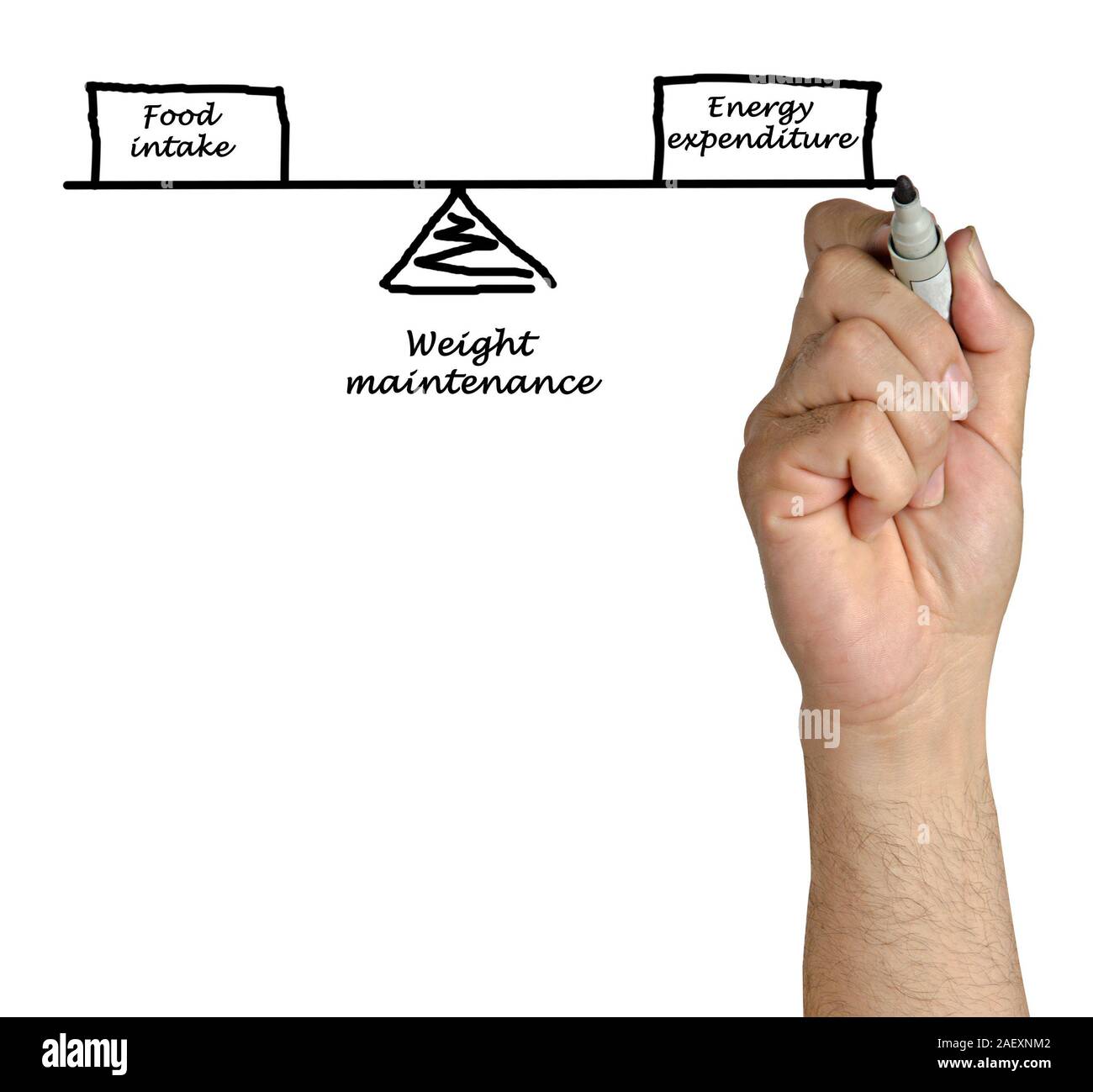 Balance between Energy intake and Energy expenditure Stock Photo Alamy