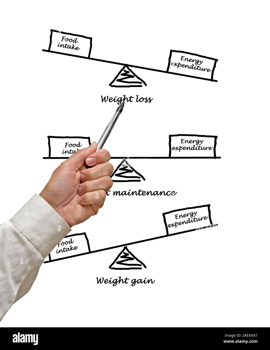 Balance between Energy intake and Energy expenditure Stock Photo Alamy