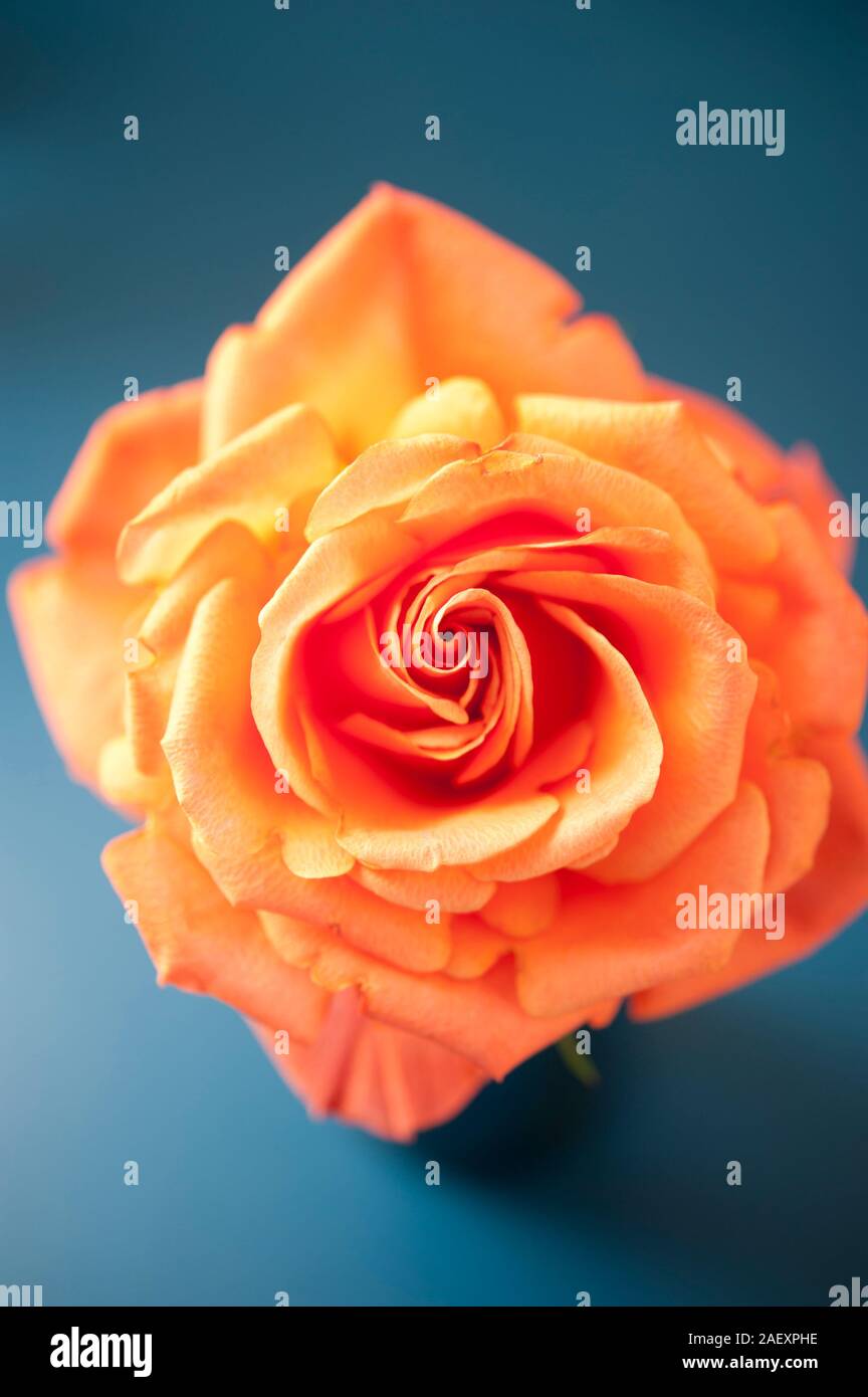 salmon color rose from above Stock Photo