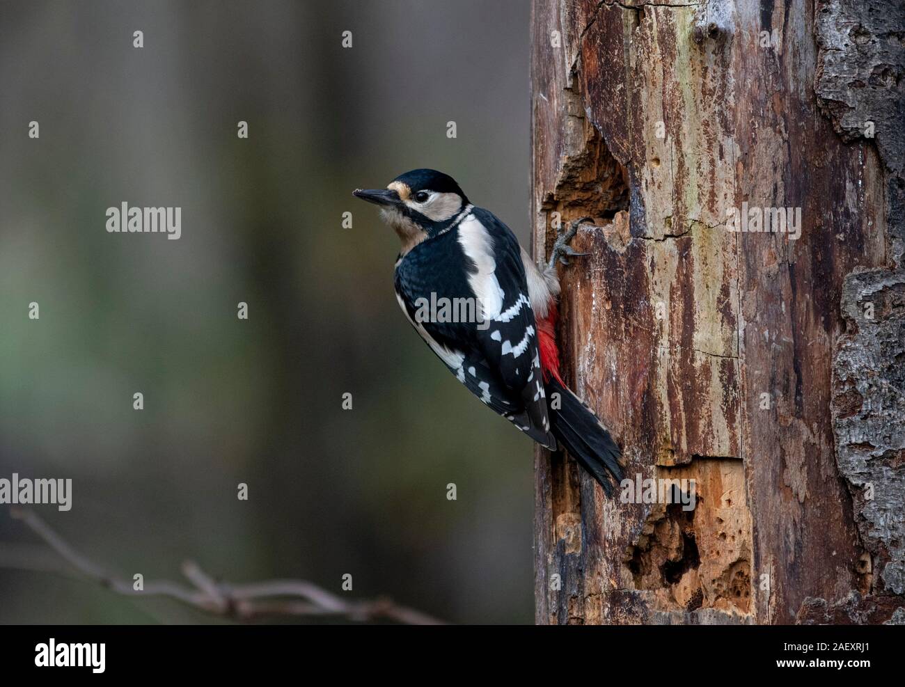 Female Great Spotted Woodpecker -Dendrocopos major. Stock Photo