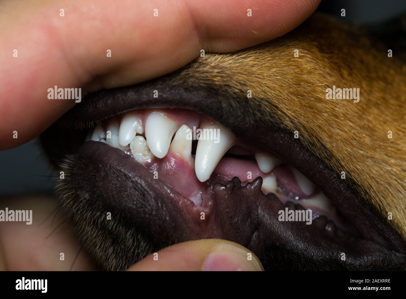 can-dogs-teeth-longer-than-6-month-old