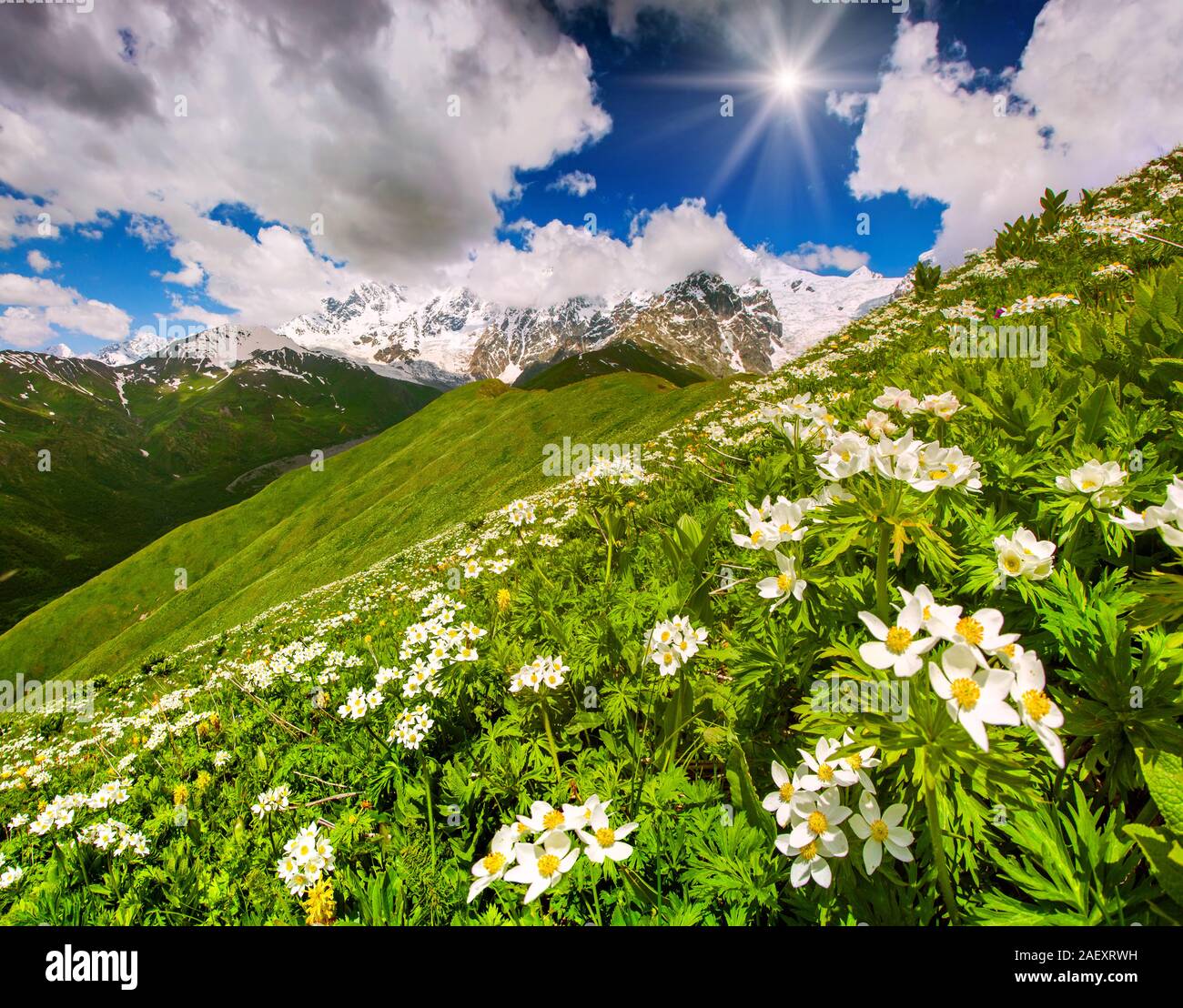 Chamomile carpet hi-res stock photography and images - Alamy