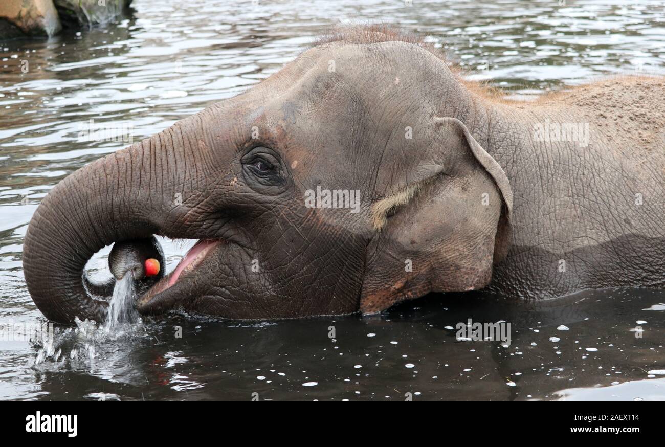 bathing elephant catches an apple in the water Stock Photo