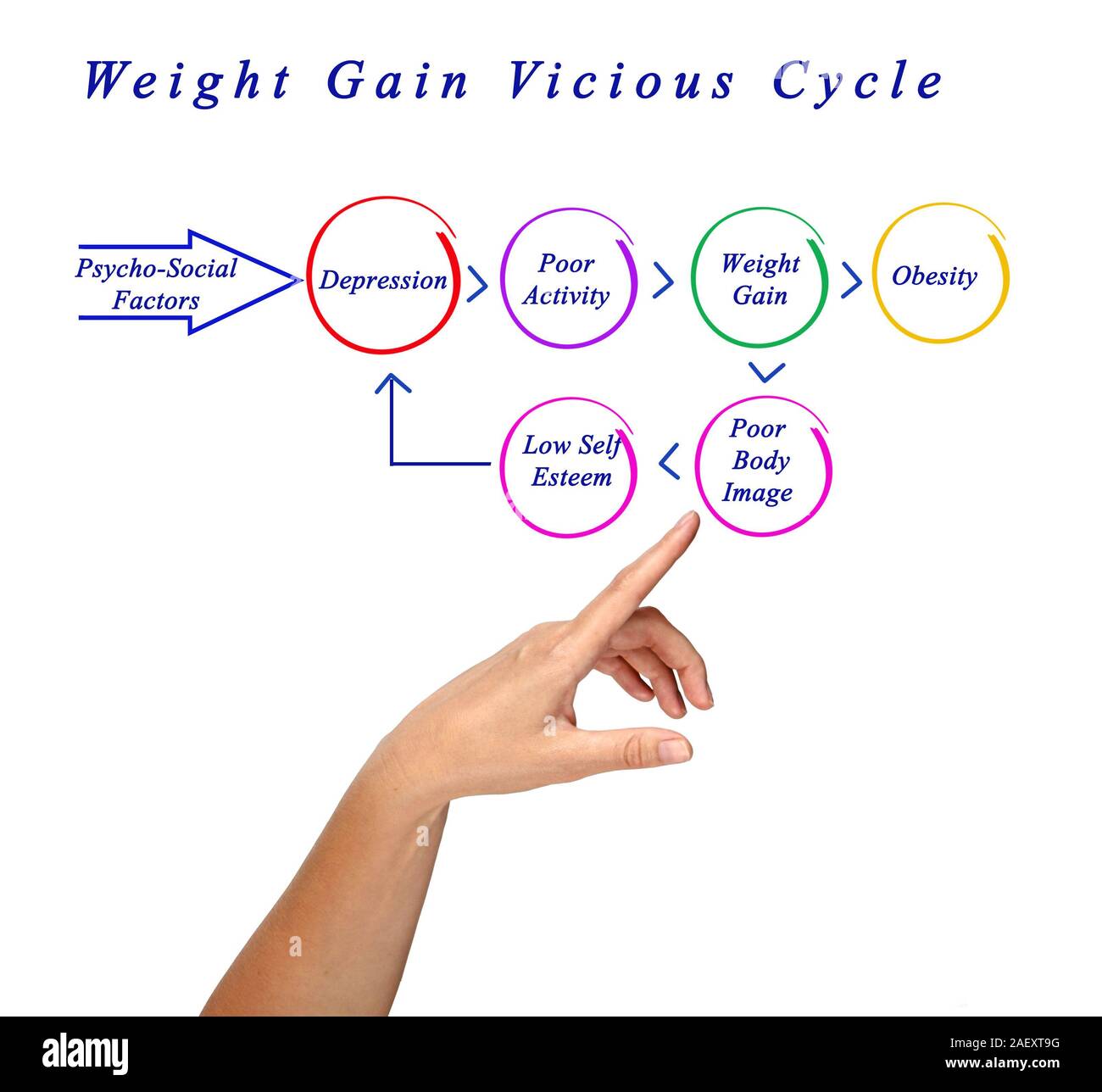 Weight Gain Vicious Cycle Stock Photo Alamy