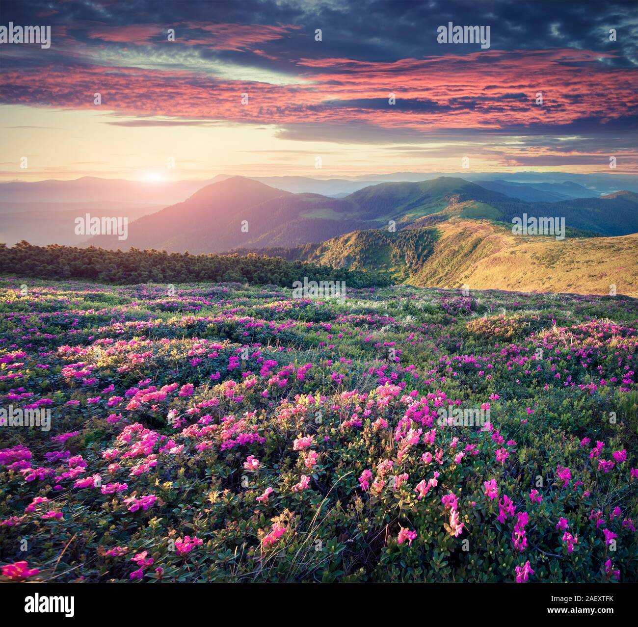 Blossom carpet of pink rhododendron flowers in the mountains at sunrise, Retro style. Stock Photo