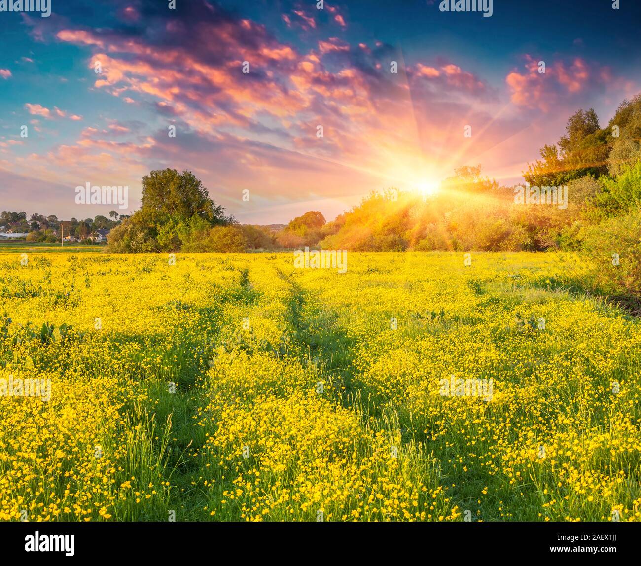 Summer meadow yellow flowers hi-res stock photography and images - Alamy
