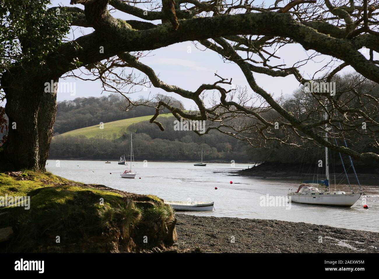 Lamouth Creek and the Fal River at low water from Round Wood on the Trelissick Estate, Feock, Cornwall Stock Photo