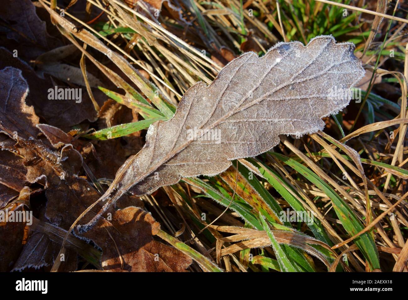 Frostbitten brownish leaf, closeup Stock Photo