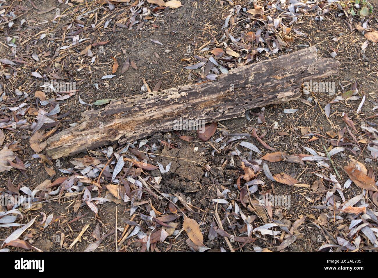 Rotted Wood High Resolution Stock Photography and Images Alamy