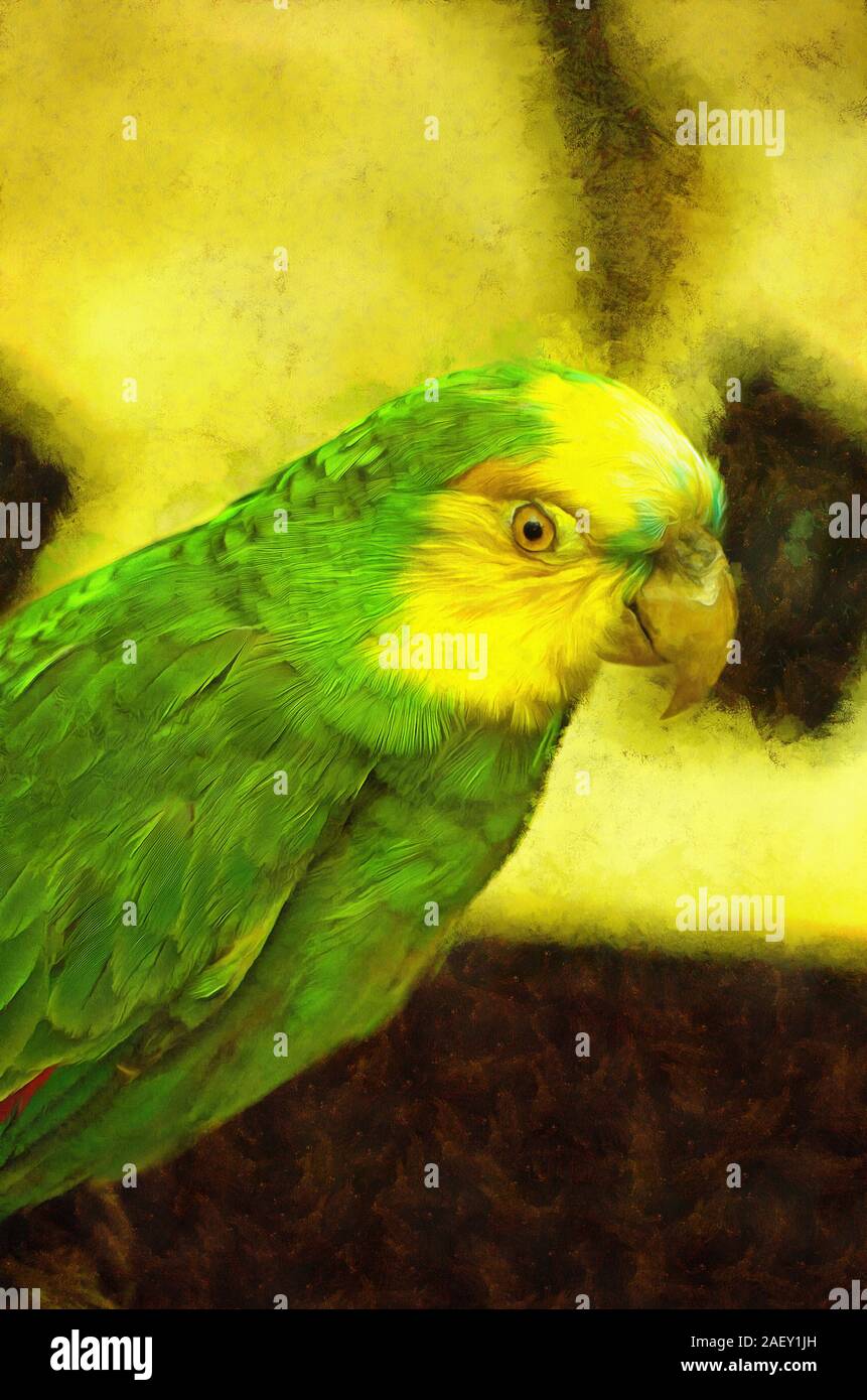 Page 5 - Parrot Painting Birds High Resolution Stock Photography and Images  - Alamy