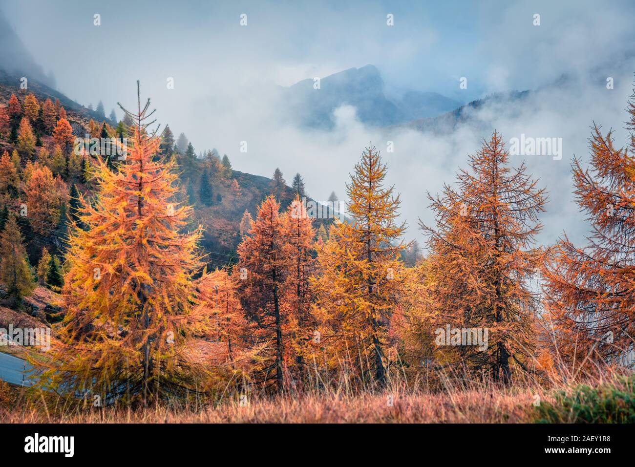 Alpine larch forest italy hi-res stock photography and images - Alamy