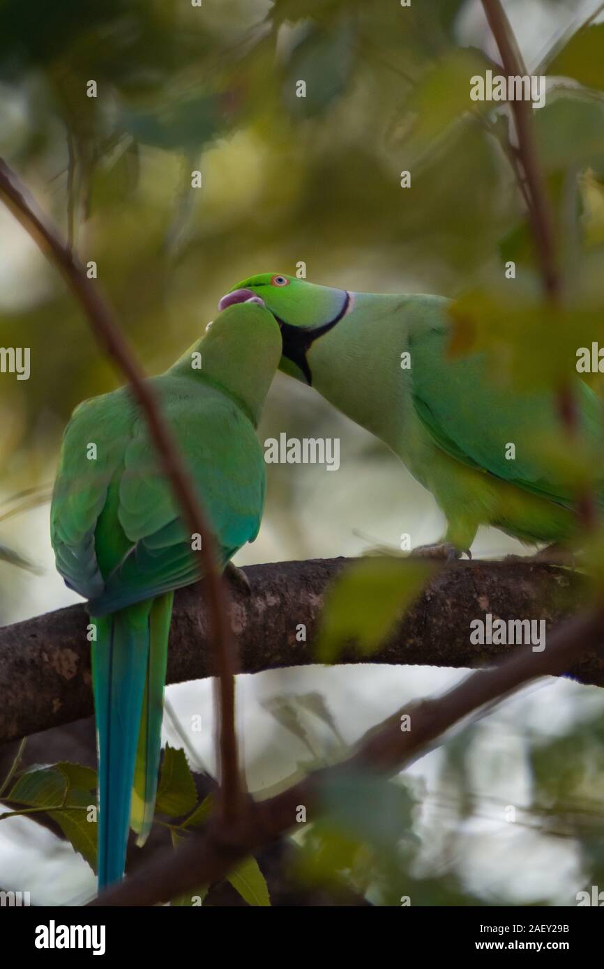 Indian RingNecked Parrots at Kadugodi Bridge Bangalore India Stock