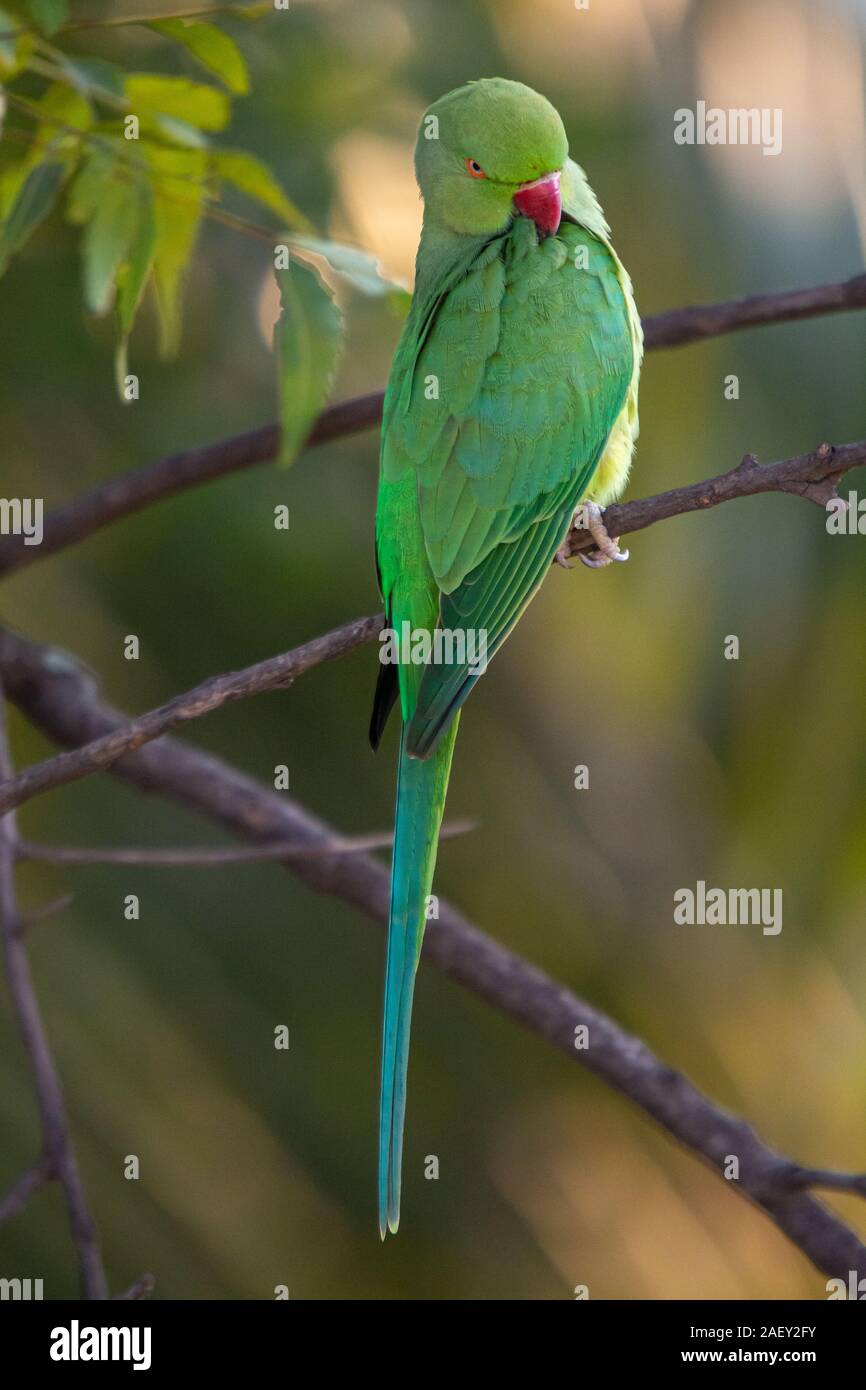 Indian RingNecked Parrots at Kadugodi Bridge Bangalore India Stock