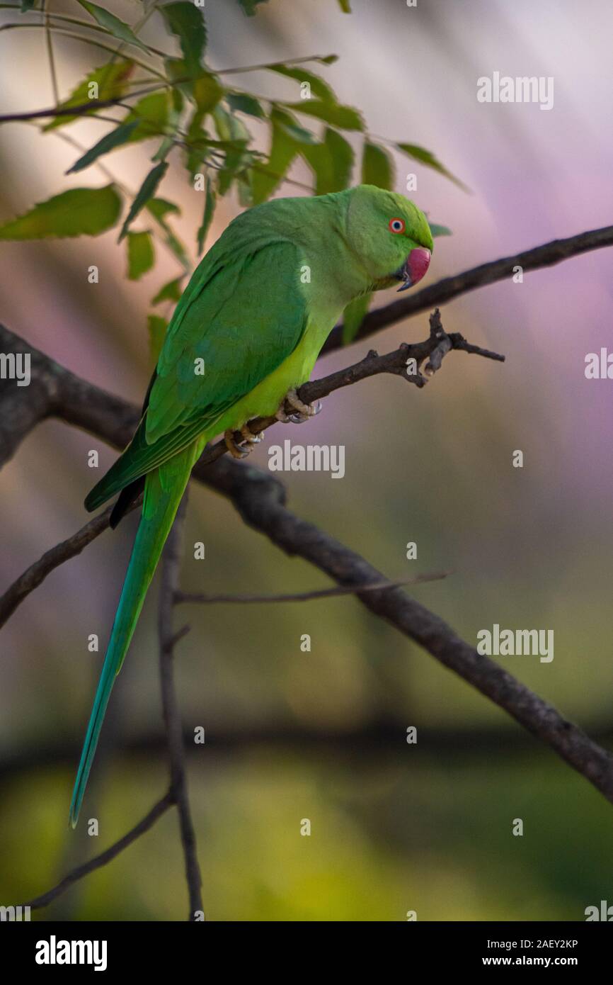 Indian RingNecked Parrots at Kadugodi Bridge Bangalore India Stock