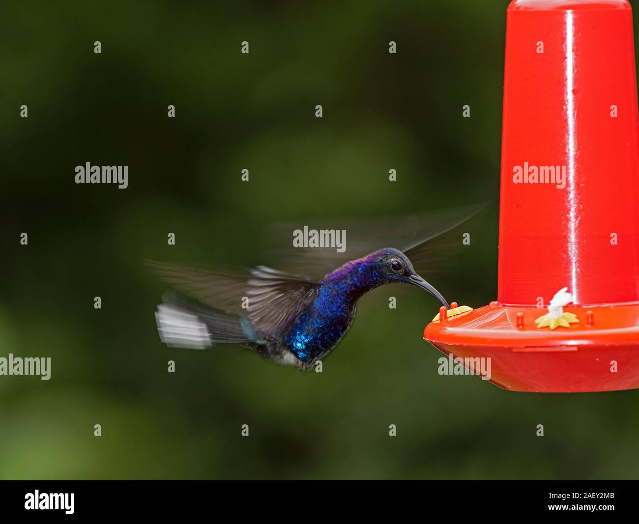 Violet Sabrewing Hummingbird: Campylopterus hemileucurus. Costa Rica. At feeder. Stock Photo