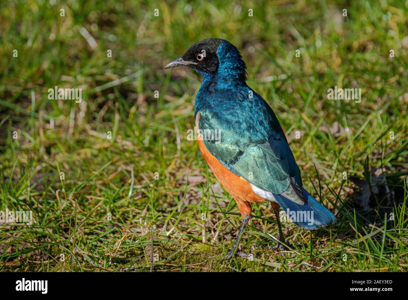 The beautiful and colourful Superb Starling, Lamprotornis superbus, standing in grass Stock Photo