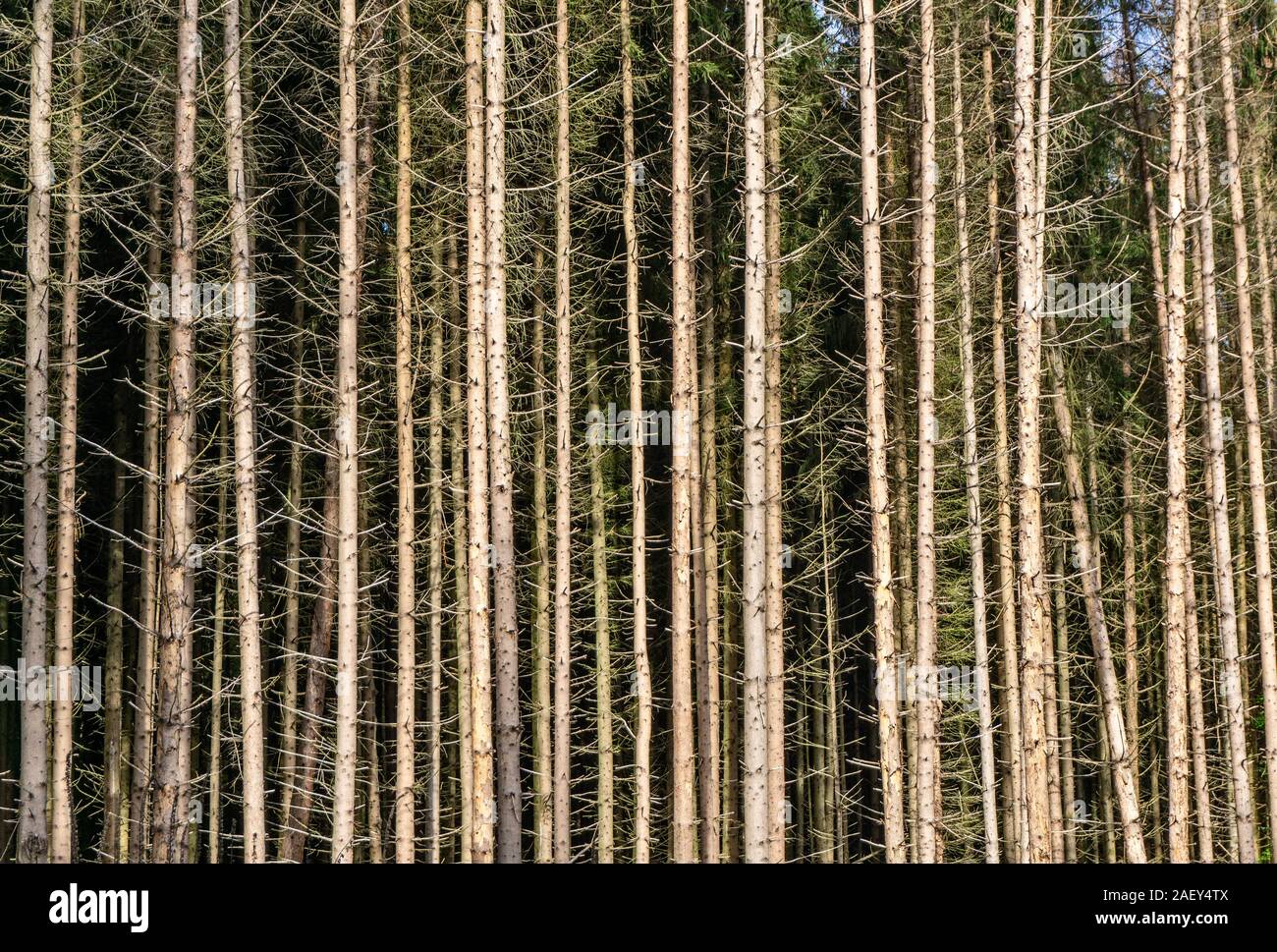 Forest damage due to drought and bark beetles in Germany Stock Photo