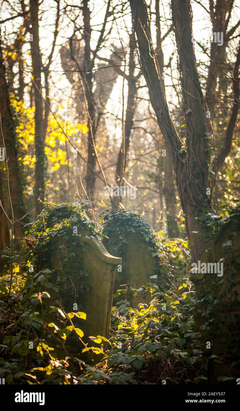 Old English Graveyard. Untended graves abandoned to nature in Abney