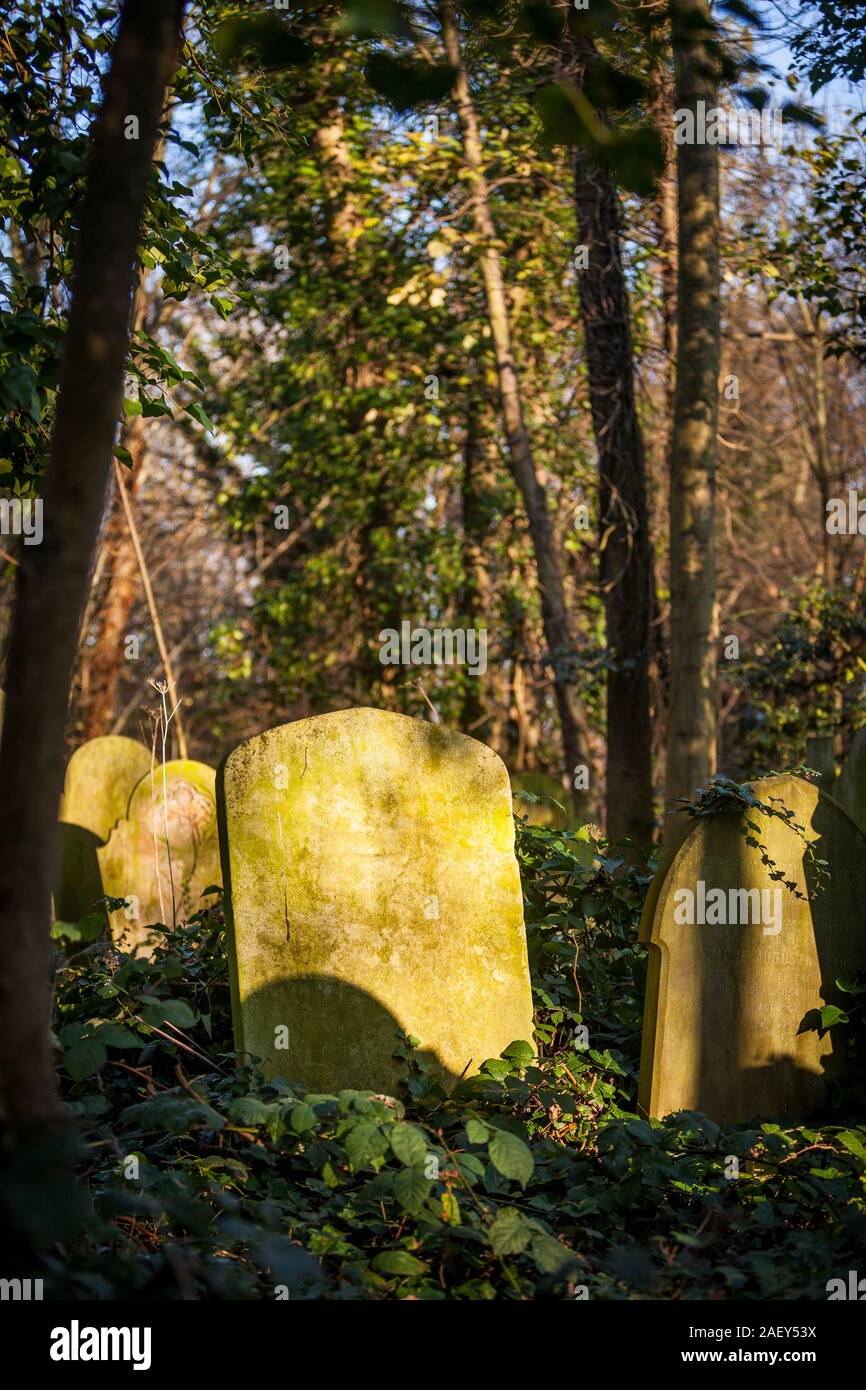 Old English Graveyard. Untended graves abandoned to nature in Abney